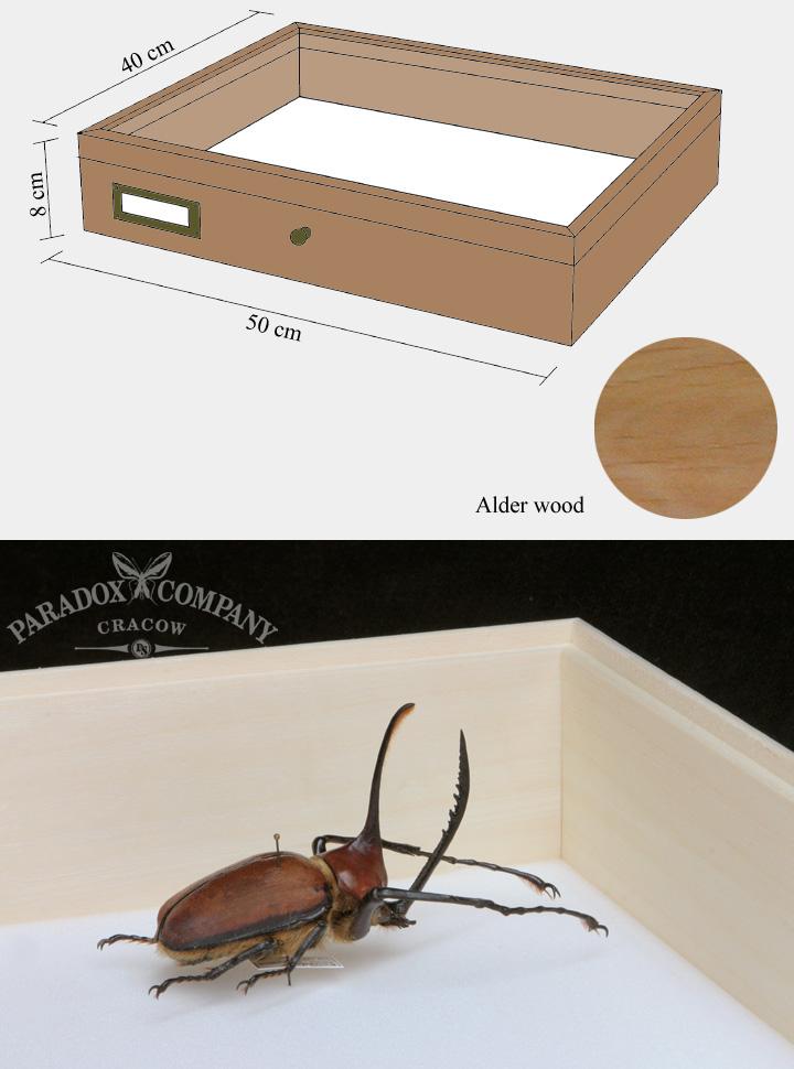 Alder wood drawer - 40 x 50 x 8 cm, with plastazote foam and brass fittings